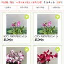 다온야생화