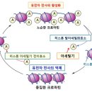 히스톤(HisTone) 이미지
