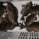 태흥1리 이미지