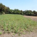 신평보건진료소 이미지