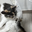 고양이출산 고양이양수 힘들었던 호순이 출산기
