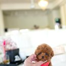 포포퍼피 이미지