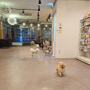 디어퍼피 | 디어마이퍼피 애견카페 후기 — 모카의 일기