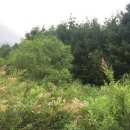 강림면350 이미지