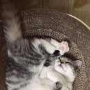 멍멍이냥 이미지