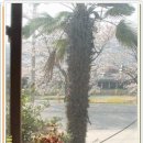 섬진강(순천) 이미지