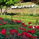 중랑구 자원재활용 선별센타 | 🌹 2025 중랑 서울장미축제: 천만 송이 장미와 함께하는 봄의 향연 🌹