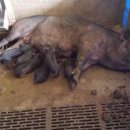 안악축산 이미지