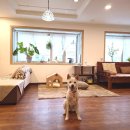 불당리 | 경기 광주 강아지 대관 운동장 불당리327 마당대여 촌크닉에서 예약