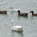 오리사랑 이미지