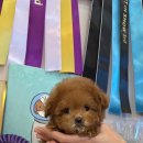 청담펫츠 이미지