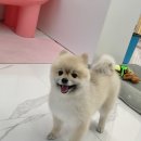 오마이펫 이미지