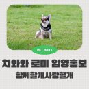 함께할개 사랑할개 | 함께할개사랑할개 완벽한치와와 로미 입양홍보