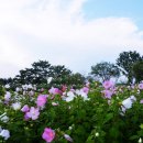 야생화단지내 이미지