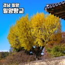 밀양향교작은도서관 | 밀양 가볼만한곳 밀양향교 은행나무 가을 여행 작은도서관