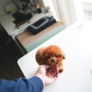 퍼피데일리 이미지