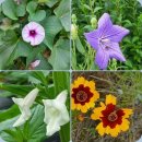 효석문학100리길 제5-1구간 이미지