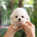 울산 강아지분양 미유펫 이미지