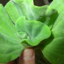 품절-수경식물 3종셋트(물배추,부레옥잠,아마존 개구리밥) 이미지