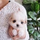 신도시켄넬 이미지