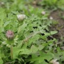 하얀민들레 이미지