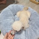 BOB 애견용품 아울렛 이미지