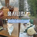 경기도 안성시 삼죽면사무소 | 안성 풍산개마을 카페 풍사니랑｜귀여운 풍산개와 특별한 쿠키까지 🐾