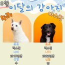 8월의 강아지 이미지
