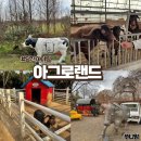튼튼목장 | 예산 당진 아그로랜드 태신목장 아이랑 목장체험 충남여행 추천
