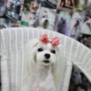 몽퍼피 이미지