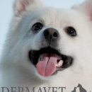 더케어벳 이미지