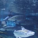 아쿠아리움 이미지