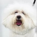 디그루밍 이미지