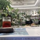 플랜티오브제