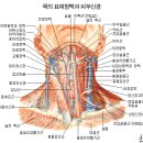 근육계통(Muscular system)~사람의 근육~머리,목 근육. 이미지