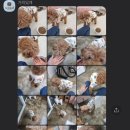 가치있개 반려견 유치원 이미지