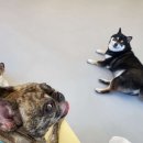오로지몽 강아지유치원 | 부산 초읍동 애견호텔 오로지몽 비용 시간 위치