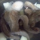 살아있네문어