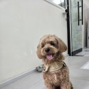 댕곤댕곤 이미지