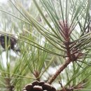 양순2호 이미지