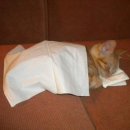 고등학교 합창발표회 이미지