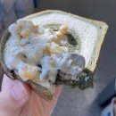 희소(Hee So) 이미지