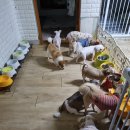 강아지 공화국 이미지