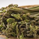 고사리(Bracken) 이야기 이미지