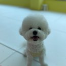 댕스라이프 이미지