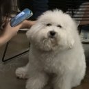 키에소커피랩 | 천안 불당동 카페거리 키에소커피랩, 밤에도 예쁜 반려동물 동반 카페