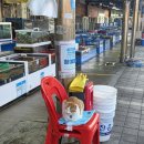 마능 | 태안 대천항 수산시장 ‘10번 모범수산’ 후기🦐 대하구이·전어회 맛집 리뷰