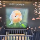 금붕어 - 제주시 한림로 685 | 금붕어