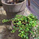 사림로99번길 이미지