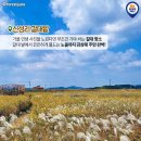 12/14(토)은빛물결 신성리갈대숲과 독산성 신리성지와 성경전래지 이미지